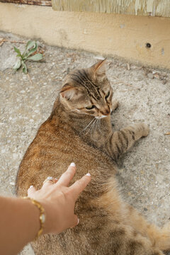 Stray Cat