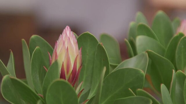 A close-up of a pink and cream protea flower bud surrounded by lush green leaves, set against a softly blurred background.