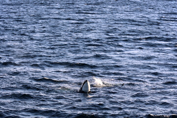 Obraz premium Orca whale or killer whale in the Lofoten region of Nordland, Norway 