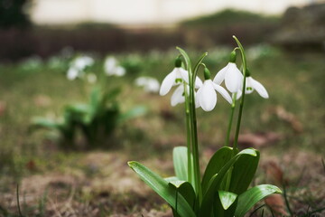 close-up group of white snowdrops in a clearing. spring sign, se