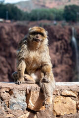 Baboons relax on a stone ledge overlooking natural beauty in Morocco