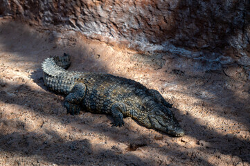 Crocodile resting on sandy shore in Morocco?s natural habitat during bright daylight