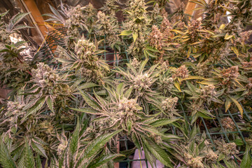female blossom marijuana SoG Sea of Green net hemp cultivation technique Growing pot indoor bloom stage growth Medical