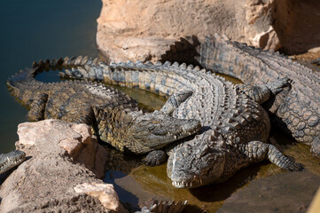 Crocodiles basking in the sun along the water's edge in Morocco's natural habitat