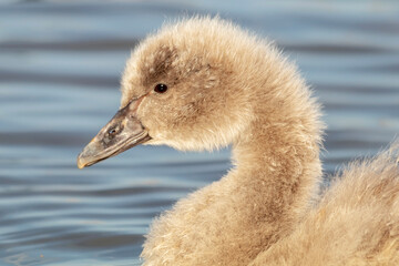 Black Swan Cygnet (Cygnus atratus) Headshot in Fine Detail