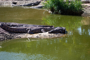 Crocodiles basking in the sun near a water body in Morocco's natural habitat