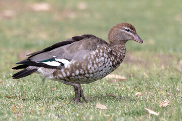 Australian Wood Duck (Chenonetta jubata) Standing on Grass in Natural Habitat