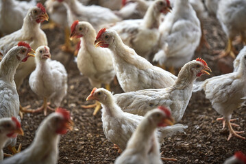 Chicken feeding for growing broiler chickens in the traditional farm