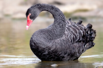 Obraz premium Black Swan (Cygnus atratus) Standing in a Wetland Habitat