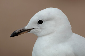 Seagull Close-up: Silver Gull (Chroicocephalus novaehollandiae) with White Plumage