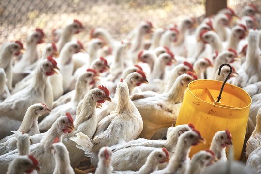 Chicken feeding for growing broiler chickens in the traditional farm