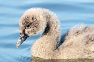 Black Swan Cygnet (Cygnus atratus) Portrait Against a Soft Background