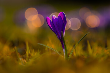 Der Krokus (Crocus) ist eine wunderschöne und vielseitige Pflanze aus der Familie der Schwertliliengewächse (Iridaceae).