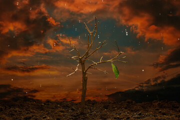 Raindrops fall on a dead tree