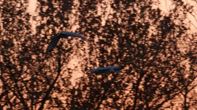 Two Sandhill Cranes Landing in the Bosque Del Apache Grasslands
