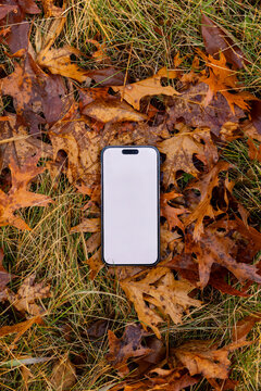  Blank mobile phone screen Autum leaves