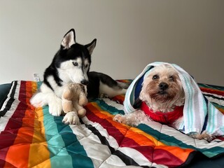 two dogs on the couch