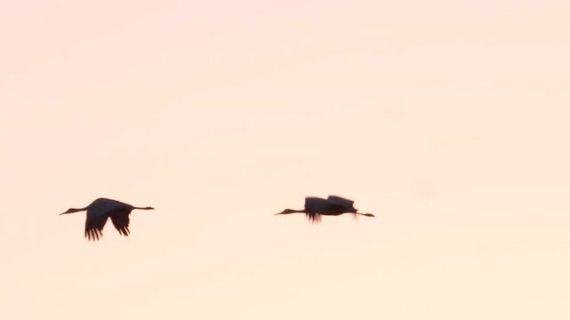Sandhill Cranes in Flight