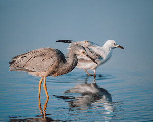 Close-up view of a White-faced Heron and Silver Gull wading together at Geelong waterfront, reflecting clearly in calm blue water, showcasing Australia's rich coastal birdlife and natural habitat.