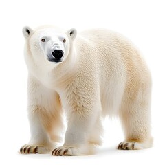 Imposing polar bear standing proudly against a pure white background showcasing its strength and majestic beauty in isolation