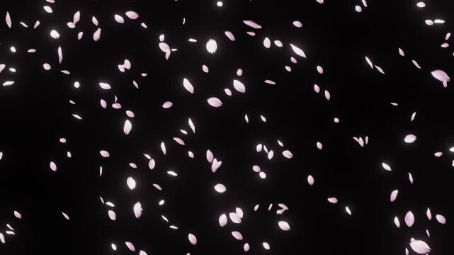 Cherry Blossom Petals Falling Gently (Loop & Alpha) - 4K 24fps