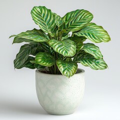 Vibrant green calathea plant in stylish ceramic pot on neutral background
