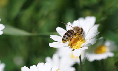 Bee insect getting honey from flowers at spring field