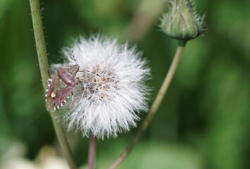 Insect stink bug Pentatomoidea in the rainforest
