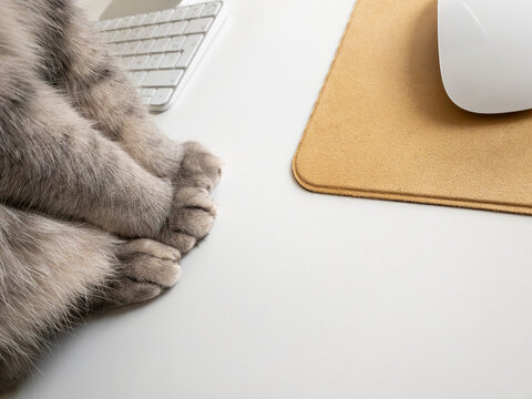 cat and mousepad