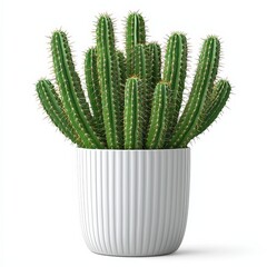 Elegant green cactus plant in a modern white pot isolated on a white background