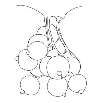 recommend clip art: One continuous single drawing line art flat doodle dessertf, currant, fruit, berry, white, background, group, food. Isolated image hand draw contour on a white background
                    