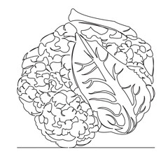 Fototapeta premium One continuous single drawing line art flat doodle cauliflower, vegetable, cabbage, white, nutrition, vegetarian, green, healthy, fresh. Isolated image hand draw contour on a white background 
