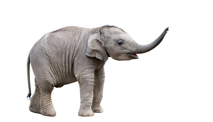a cute baby elephant isolated on transparent background