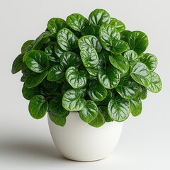 Lush pepperomia: vibrant green foliage in elegant white ceramic pot