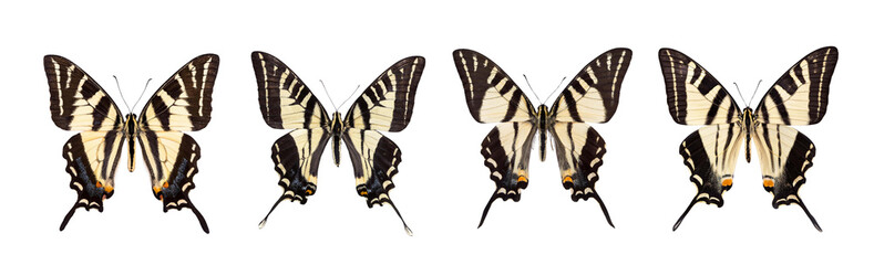 Fototapeta premium Zebra Swallowtail Butterfly Eurydice Marcello on transparent background top view