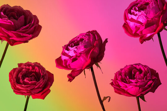 Five tender pink roses on purple yellow gradient background.