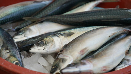 어시장에서 판매 중인 고등어