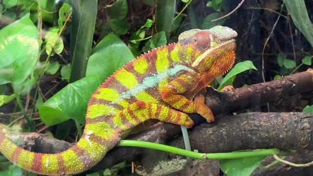 panther chameleon Furcifer pardalis reptile on a tree 4k
