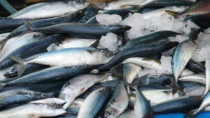 어시장에서 판매 중인 고등어