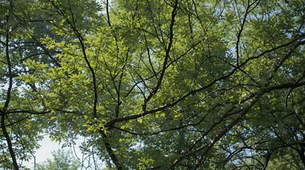 Fototapeta premium Cottonwood (Populus deltoides): These fast-growing trees feature triangular leaves and cottony seeds, flourishing in riparian zones and providing quick, dense shade.