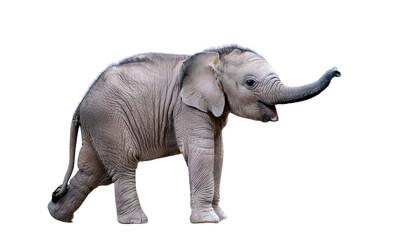 Obraz premium a cute baby elephant isolated on transparent background.