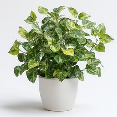Vibrant green potted plant with variegated foliage on white background