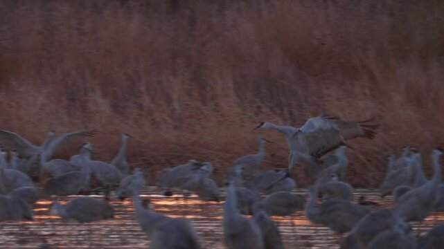 Sandhill Crane Landing in a Marsh