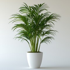 Fototapeta premium Elegant areca palm in minimalist white planter for modern interior decor