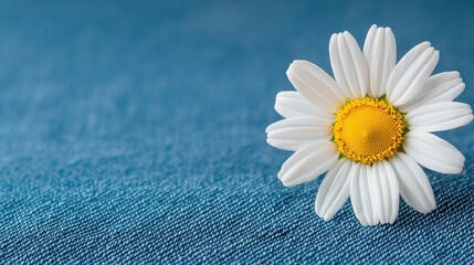 Obraz premium A close-up of a white daisy flower resting on a textured blue fabric, highlighting the contrast between the flower and the background.