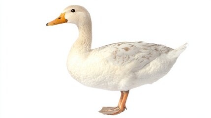 Fototapeta premium Elegant domestic duck standing gracefully studio setting animal photography clear background side view nature concept