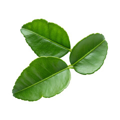Fototapeta premium Fresh kaffir lime leaves on transparency background, perfect for culinary use