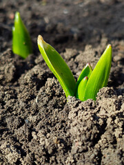 Young Green Plant Sprouting From Soil Symbolizing Growth and New Beginnings