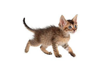 Minskin (Short-legged, fluffy) Cat PNG Image &ndash; Transparent Background Download
