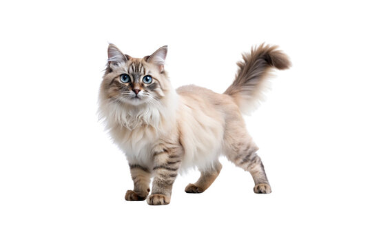 Minskin (Short-legged, fluffy) Cat PNG Image &ndash; Transparent Background Download